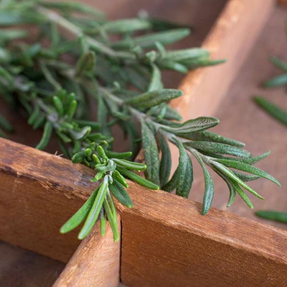 Rosemary Flavor Extract Nature's Flavors