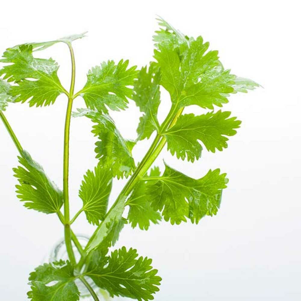 Cilantro Flavor Powder Nature's Flavors