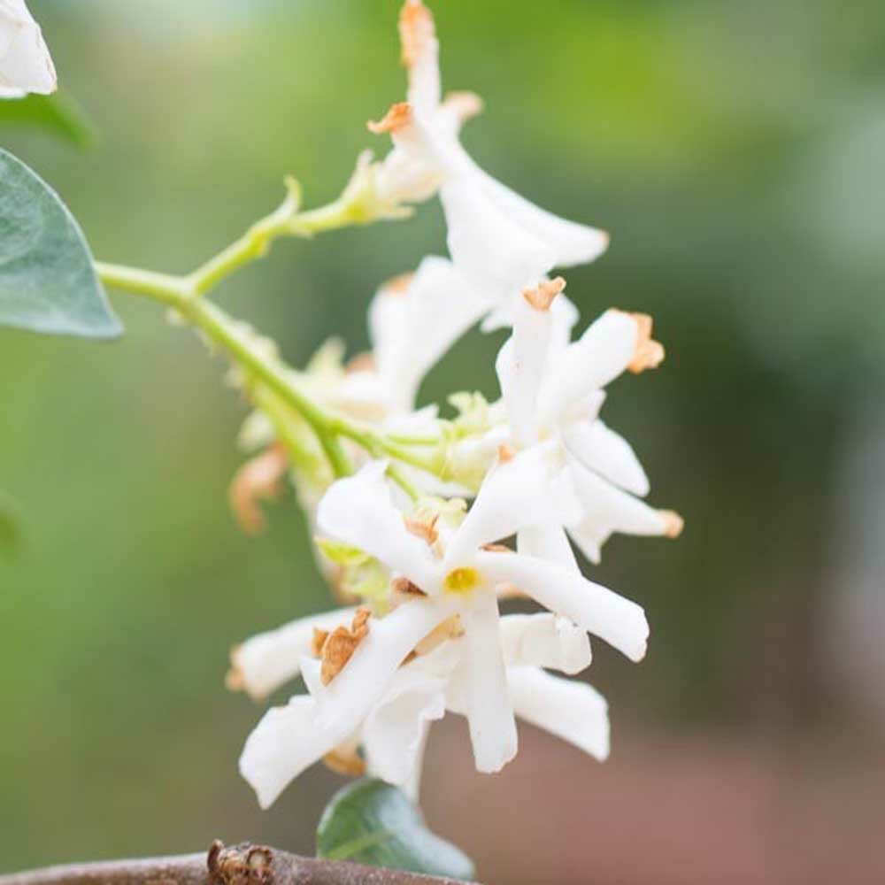 Jasmine Flavor Extract Nature's Flavors