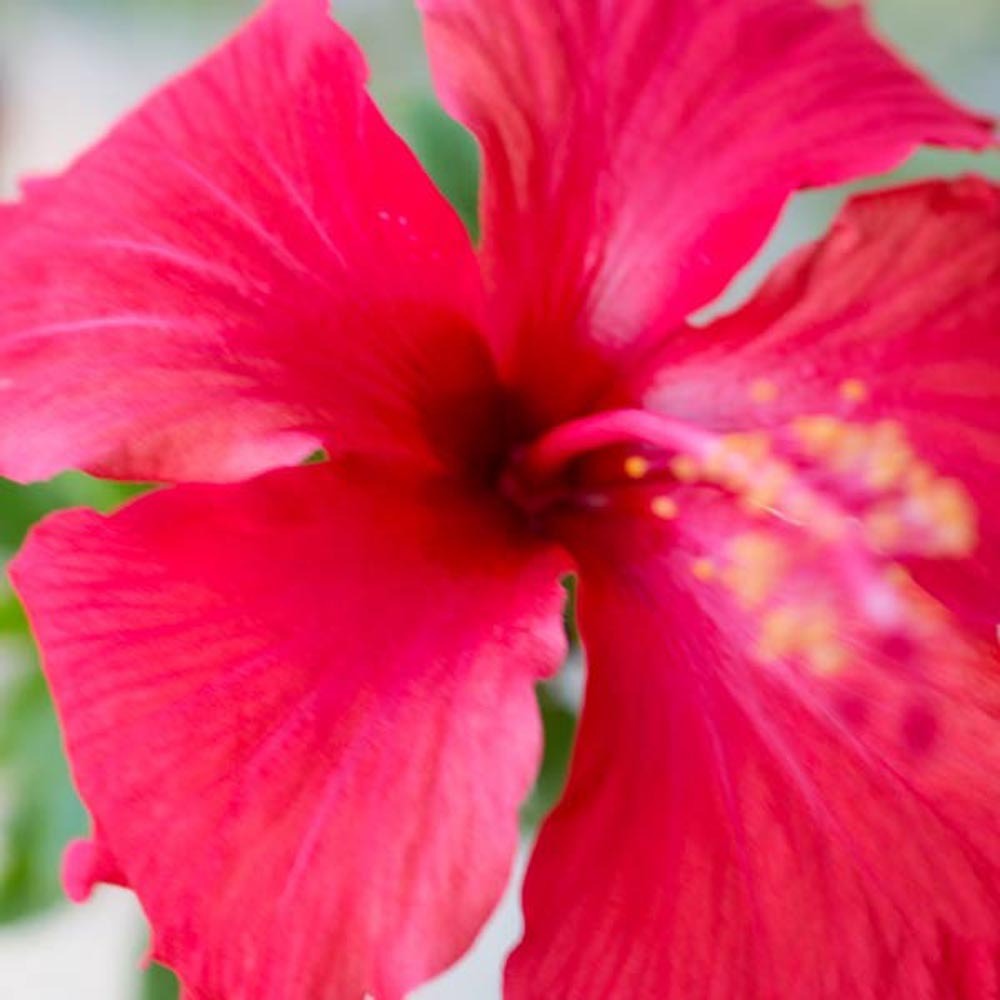 Dark Red Food Color (Made with Red Radish & Hibiscus) , AllNatural