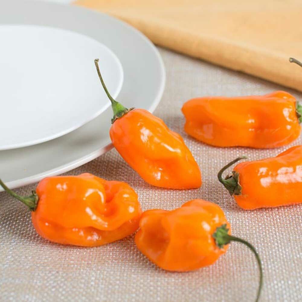 Organic Habanero Flavor Extract Without Diacetyl