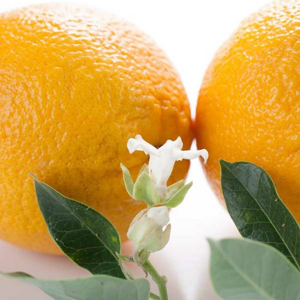 Organic Orange Blossom Fragrance Oil (Alcohol Soluble) Nature's Flavors