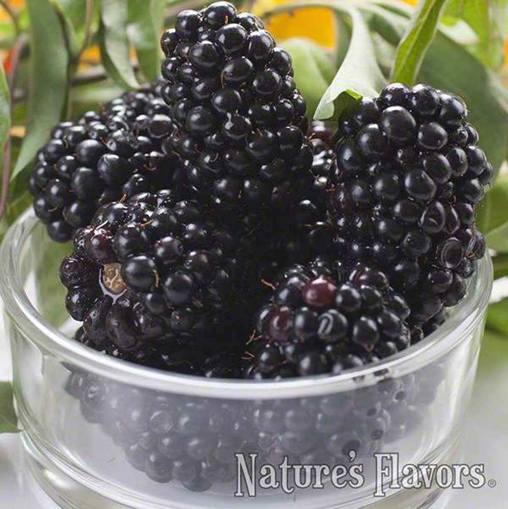 Organic Black Raspberry Flavor Concentrate | Nature's Flavors