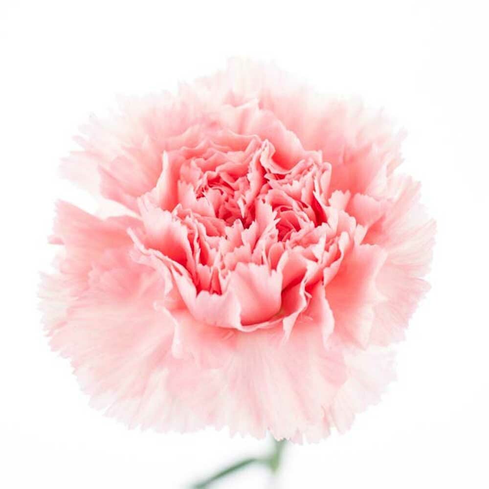 Carnation Fragrance Oil (Oil Soluble)