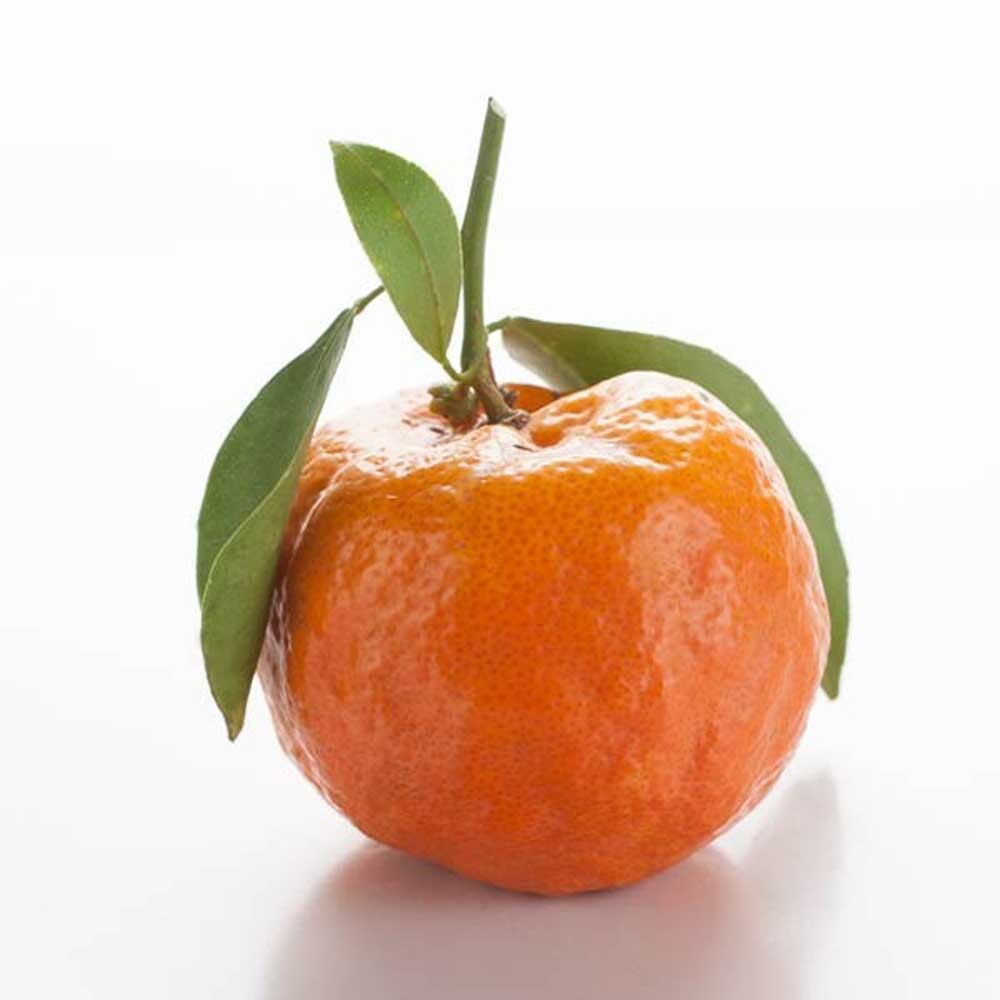 Satsuma Orange Fragrance Oil (Oil Soluble), Organic