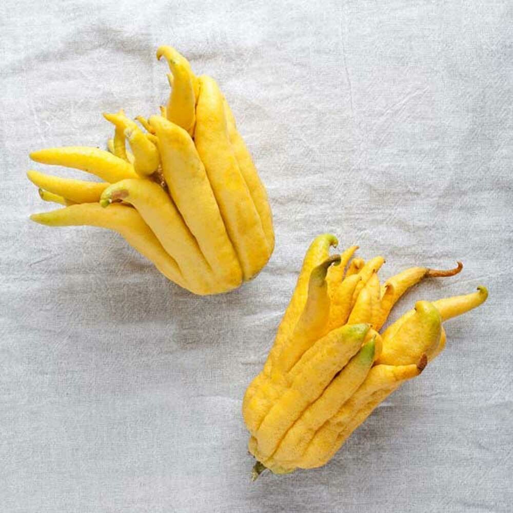 Citron Flavor Extract, Organic