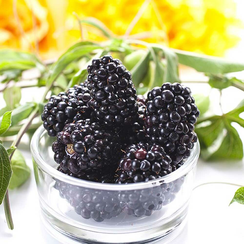 Black Raspberry Flavor Oil | Nature's Flavors
