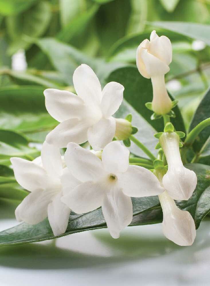 Jasmine Coffee and Tea Flavoring Nature's Flavors