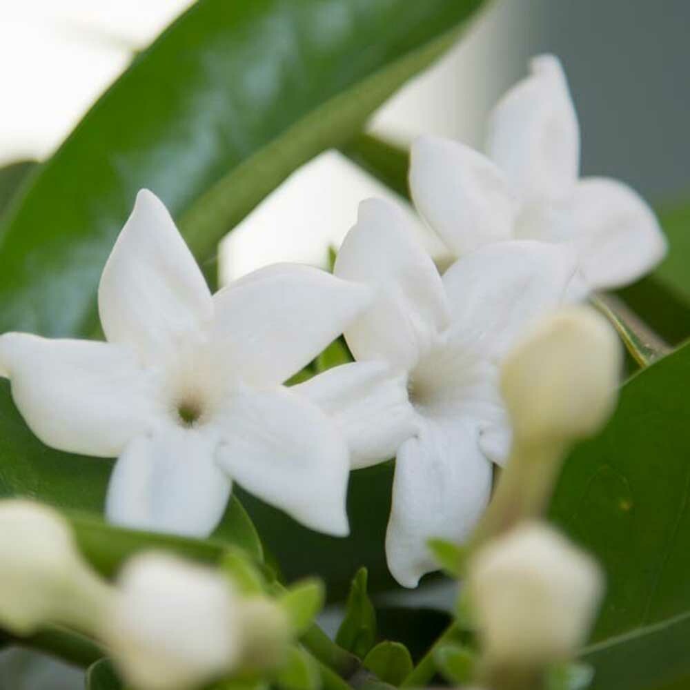 Jasmine Cotton Candy Floss (Pre Packaged) Nature's Flavors