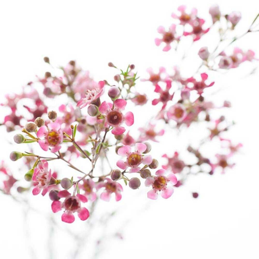 Cherry Blossom Massage Oil Nature's Flavors