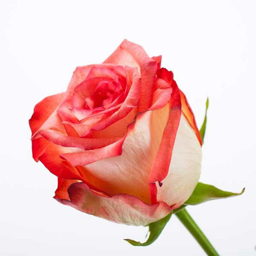 Powder Rose Fragrance Oil (Oil Soluble)